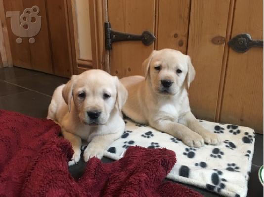 PoulaTo: Πωλούνται σκυλιά και κουτάβια Labrador Retriever